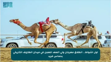 أول أشواط.. انطلاق مهرجان ولي العهد للهجن في ميدان الطائف التاريخي بحماس فريد